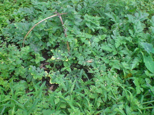 d0098363_1417114.jpg