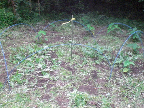 d0098363_14174720.jpg