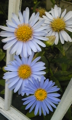e0143667_6594088.jpg