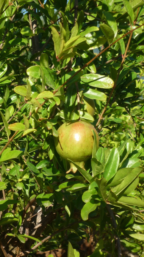 a0278382_155156.jpg