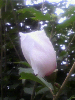 f0036223_6361192.jpg