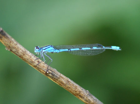 c0184125_1395766.jpg