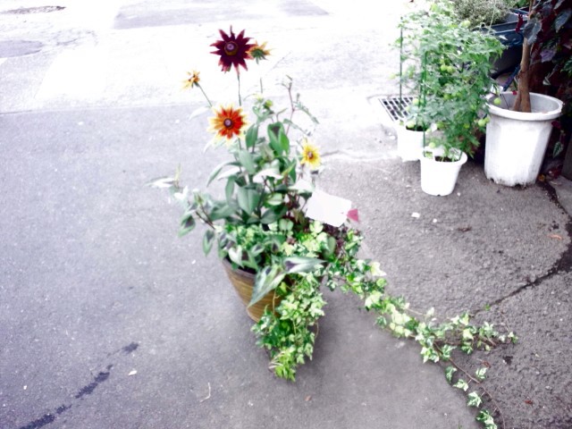 c0102228_975568.jpg