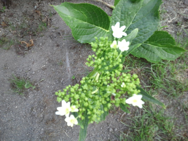 c0117239_7141357.jpg
