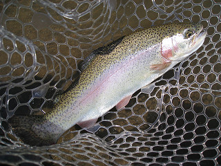 f0065341_1344405.jpg