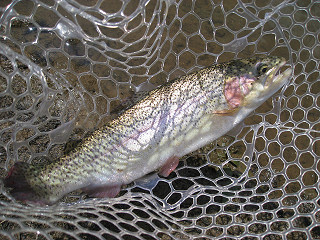 f0065341_1344936.jpg