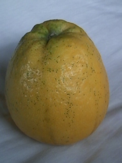 a0239942_1343645.jpg