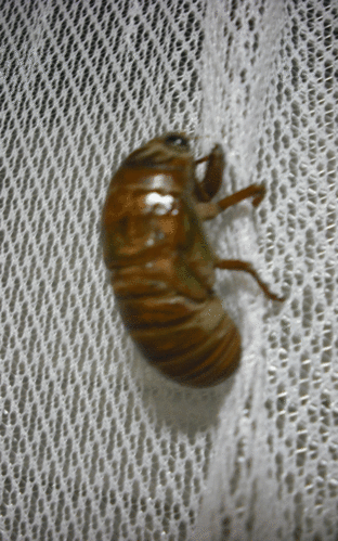 c0194042_17534956.gif