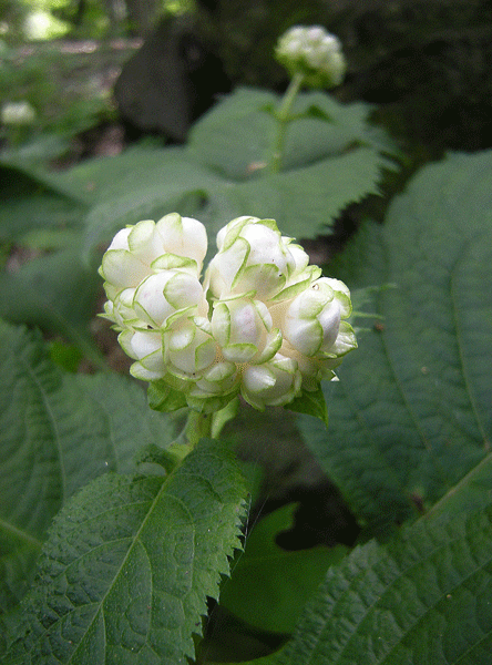a0001354_22175340.gif
