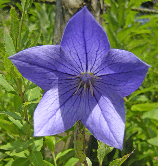 a0001354_22195662.gif