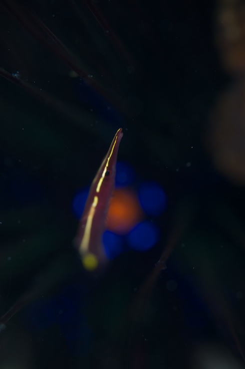 d0118459_921567.jpg