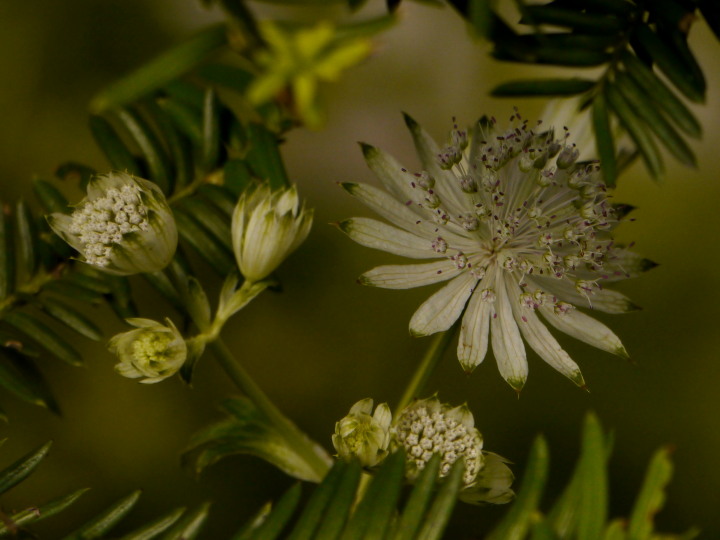 アストランチャNOW'