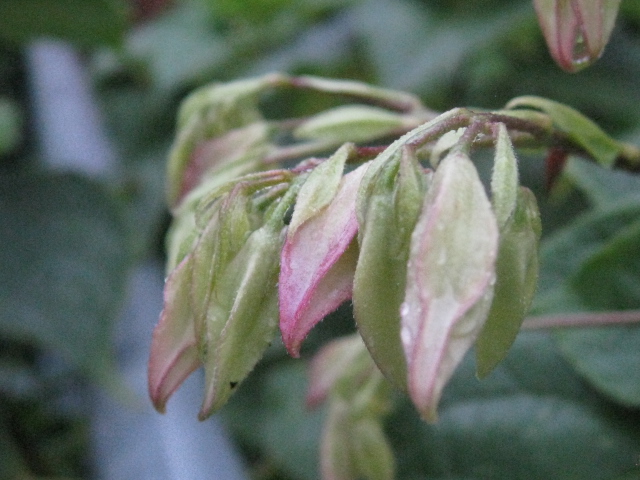 b0267163_22353121.jpg