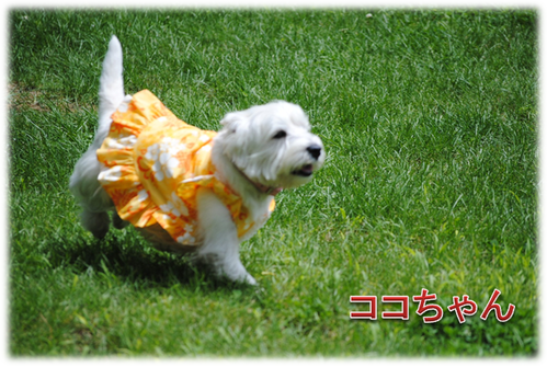 b0242873_0322175.png