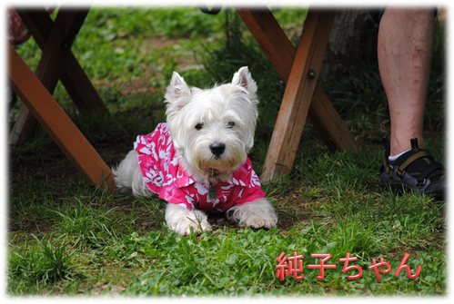 b0242873_032444.png