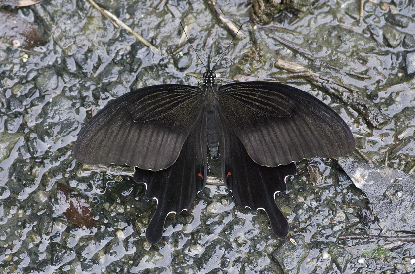 d0209988_20175840.jpg