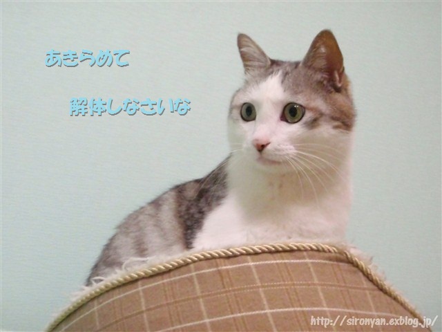 a0159490_16302638.jpg