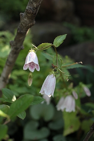 e0209997_21364676.jpg