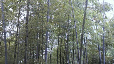 b0180502_2374974.jpg