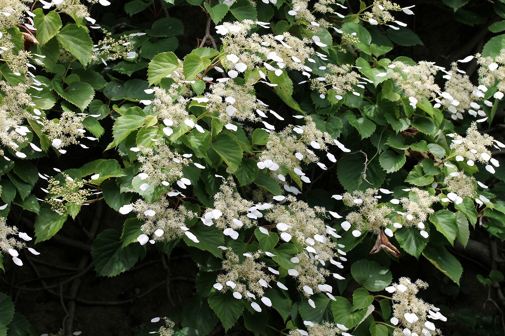 b0162728_1558060.jpg