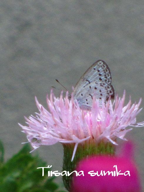 a0243064_17155385.jpg