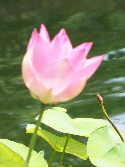 e0145782_2047116.jpg