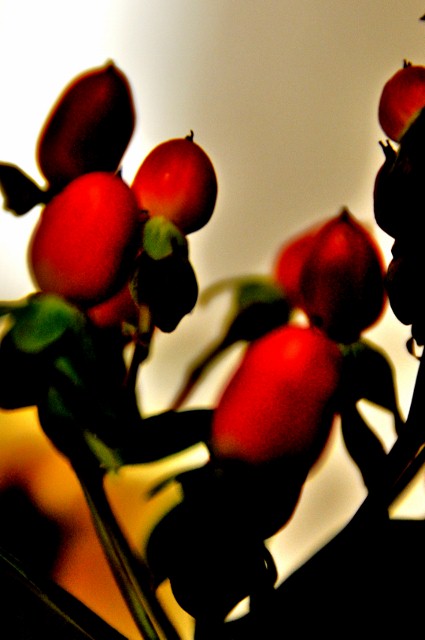 c0246290_01602.jpg