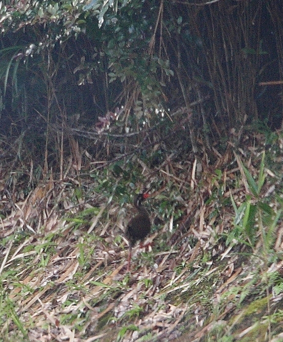 d0136804_6391363.jpg