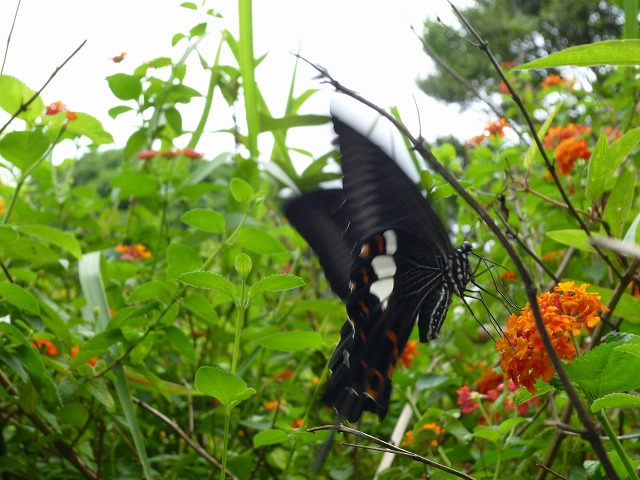 d0037110_1944068.jpg