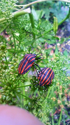 c0062511_3114339.jpg