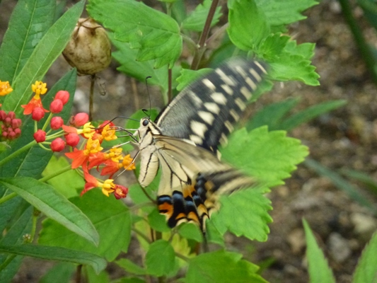 c0042418_9192410.jpg