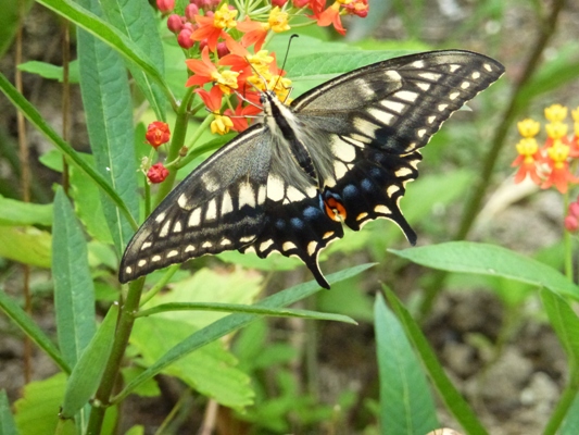 c0042418_9211270.jpg