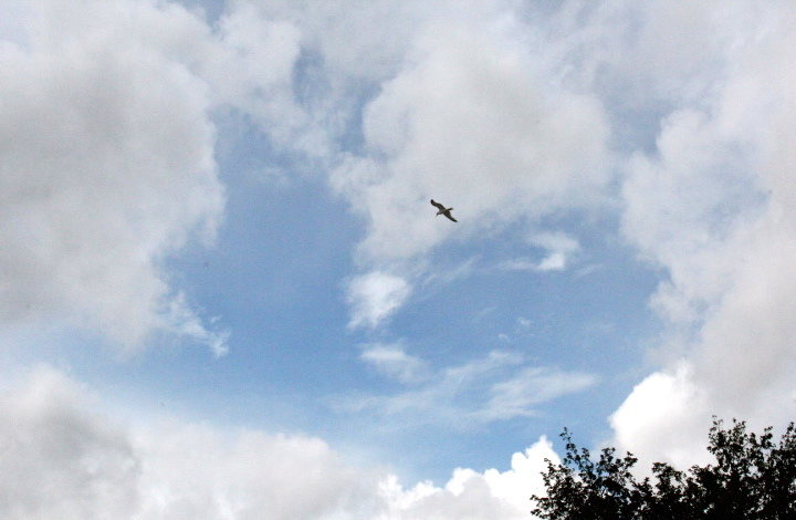 c0153740_4134250.jpg