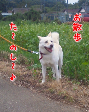 f0195543_20121998.jpg
