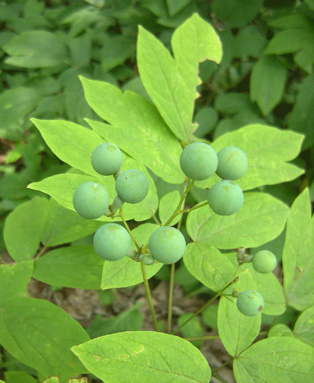 a0001354_22431887.gif