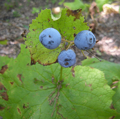 a0001354_2244401.gif