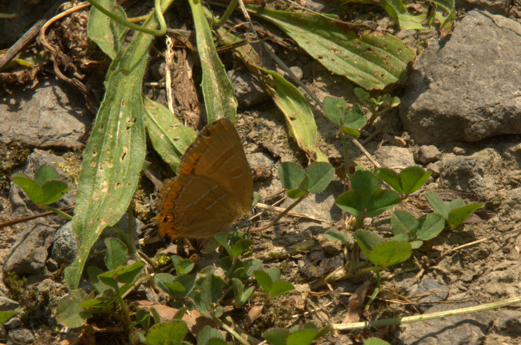 d0098057_440744.jpg