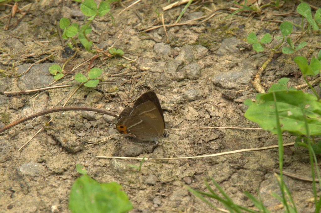 d0098057_4435310.jpg