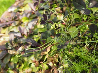b0246758_11463769.jpg