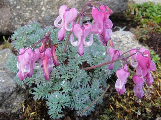 c0119160_98471.jpg