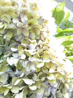 f0100480_1636127.jpg
