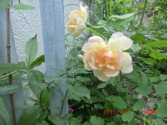 c0078586_2247268.jpg