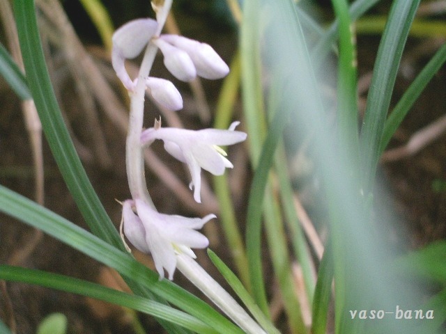 e0025300_1672499.jpg