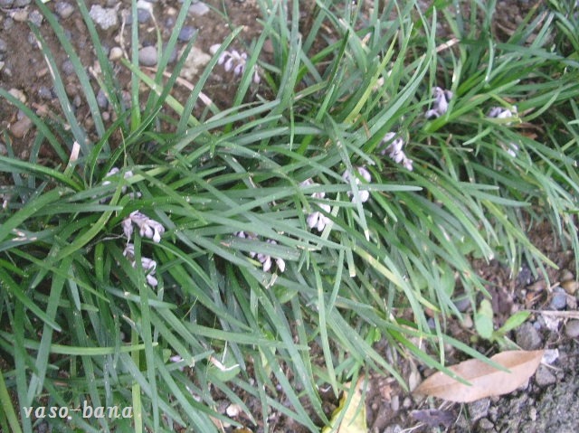 e0025300_167682.jpg
