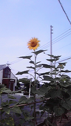 d0110022_1938556.jpg