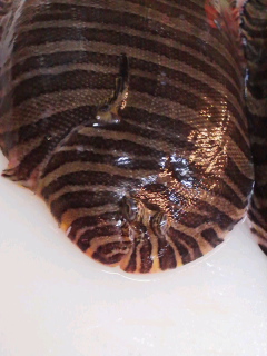 f0085291_1851934.jpg