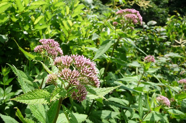 e0137200_21561970.jpg