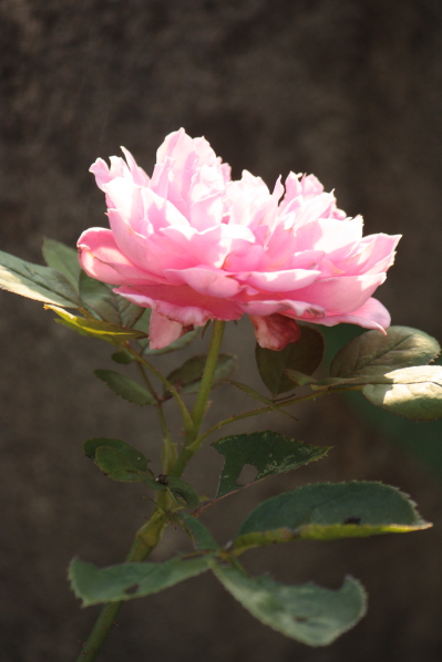 d0001008_1246445.jpg