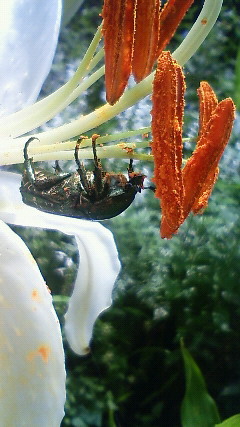 c0062511_21425610.jpg