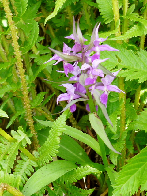 d0170615_7242794.jpg